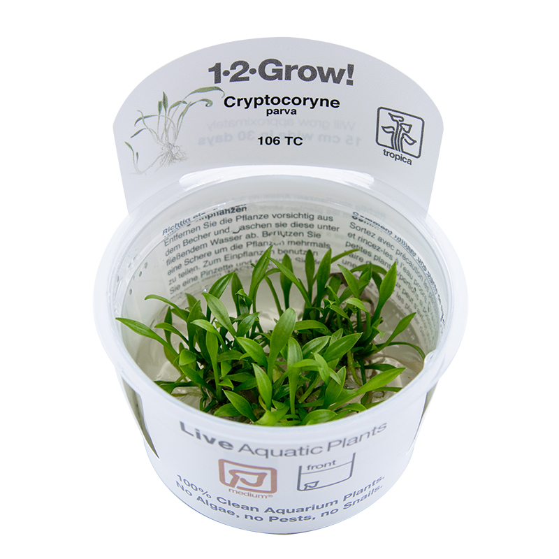 Cryptocoryne parva (Dwarf Water Trumpet)